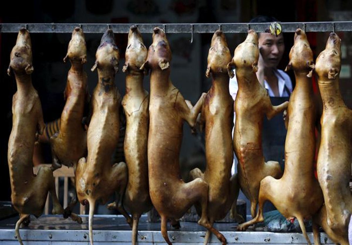 Piden prohibir un festival de carne de perro en China