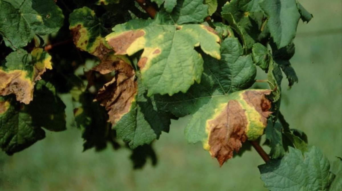 amadridejos37379739 desecaci n r pida del olivo causada en apulia italia por l170618183228 amadridejos37379739 desecaci n r pida del olivo causada en apulia italia por l170618183228