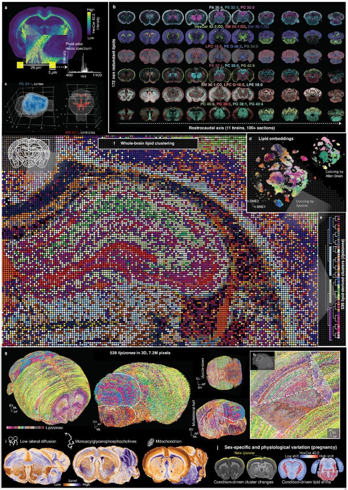 El atlas de lípidos cerebrales del ratón.