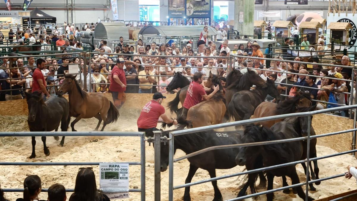 Actividades en la última jornada de la feria