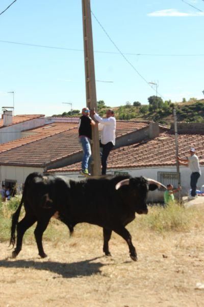 El Maderal disfruta de los encierros taurinos