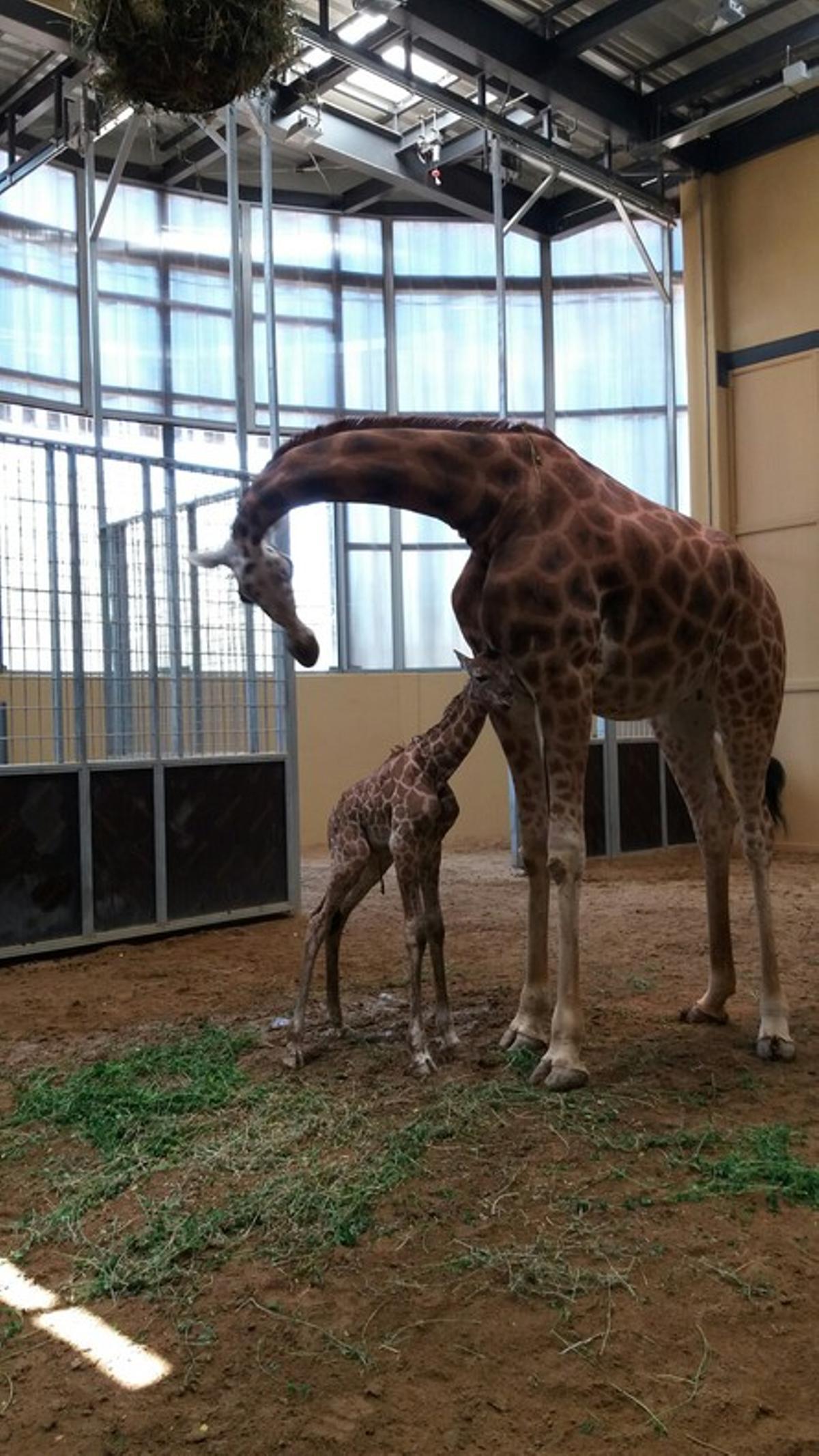 Cría de jirafa nacida en el Zoo de Barcelona