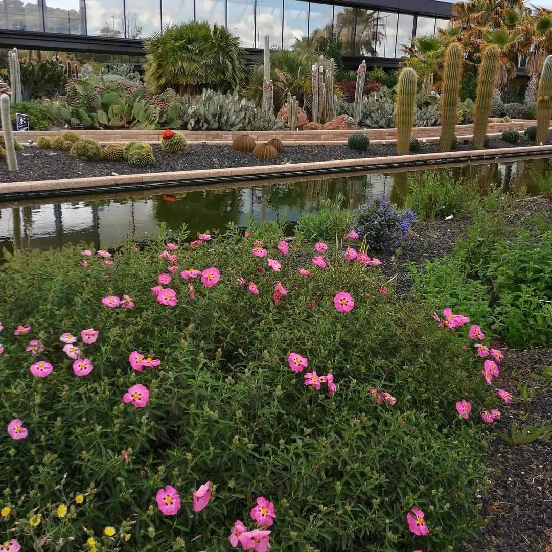 En el desierto más grande de Europa hay mucho más que cactus