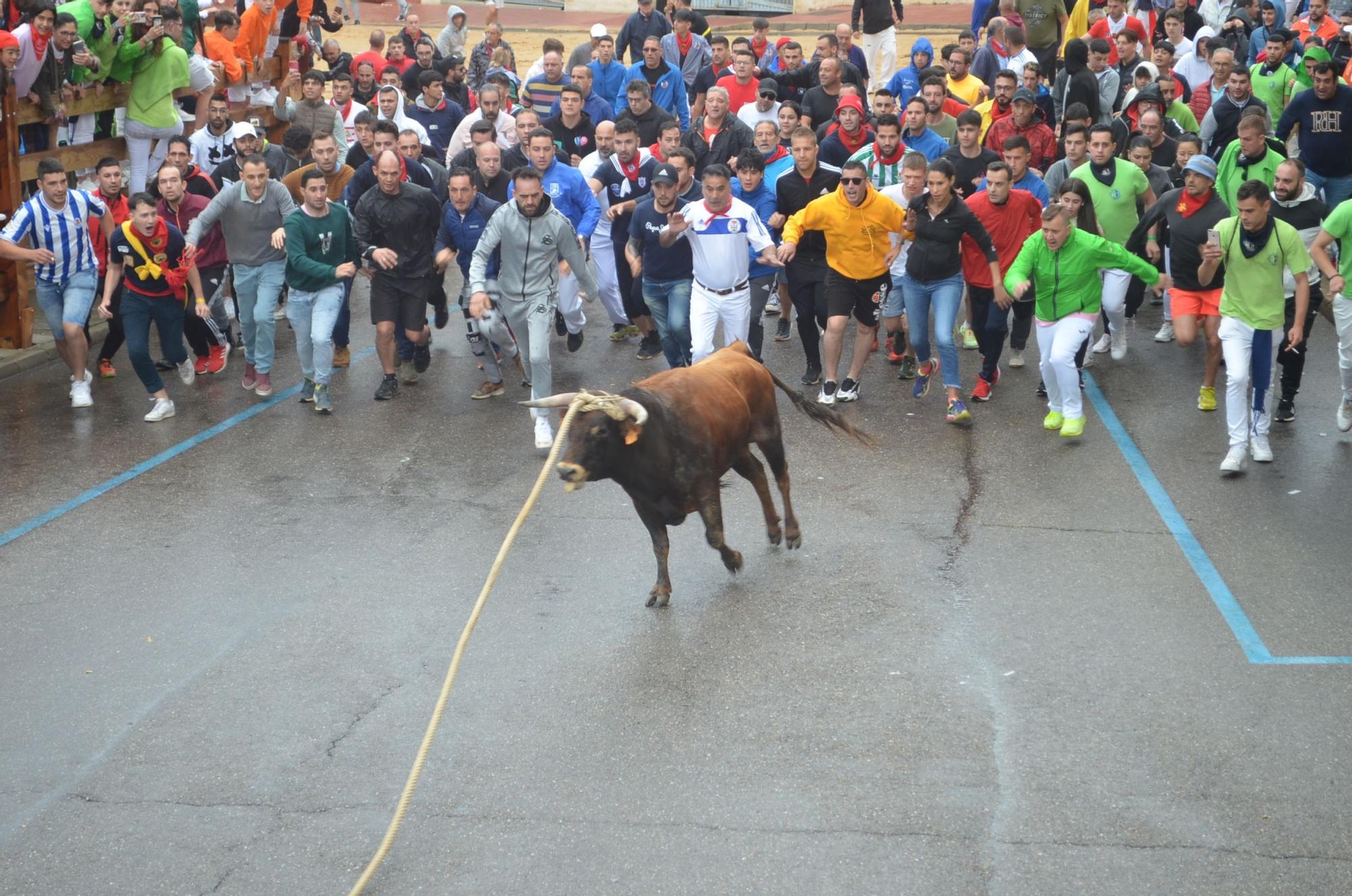 Fiestas del Toro en Benavente: El torito Berrón completa el recorrido en 26 minutos