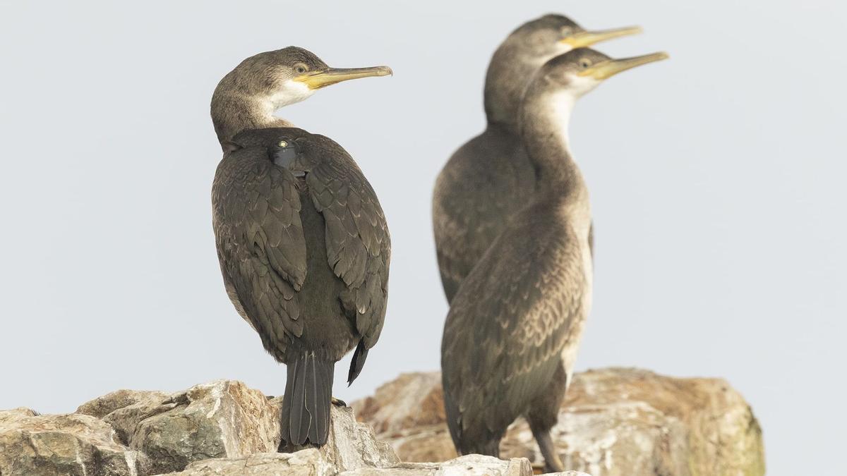 Tres ejemplares de cormorán