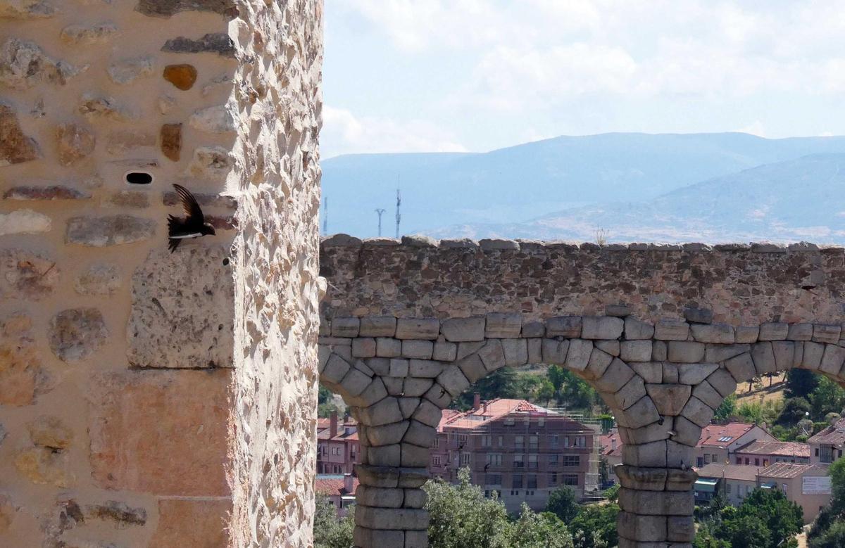 Un vencejo sale de un nido construido por GREFA en la muralla de Segovia.