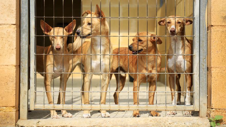 Aplazada por lluvias la gran pasarela de perros abandonados en Málaga