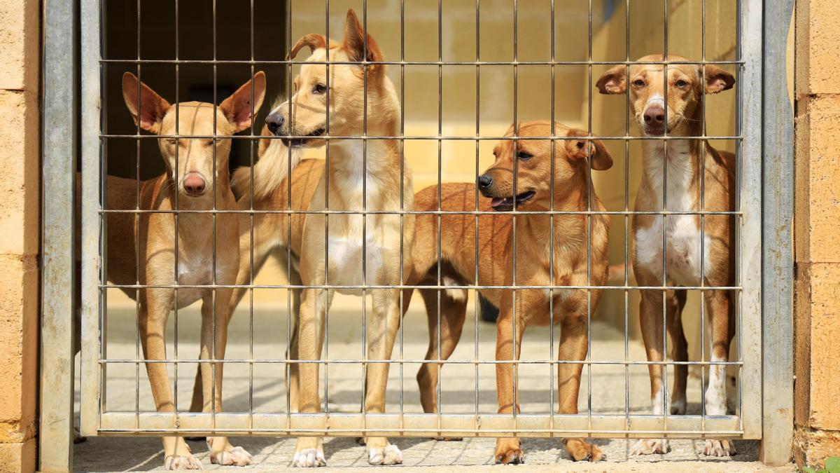 Perros atendidos por la Protectora de Málaga, en una imagen de archivo.