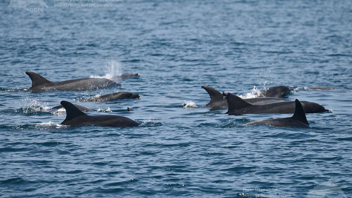 Algunos de los cetáceos localizados ayer.