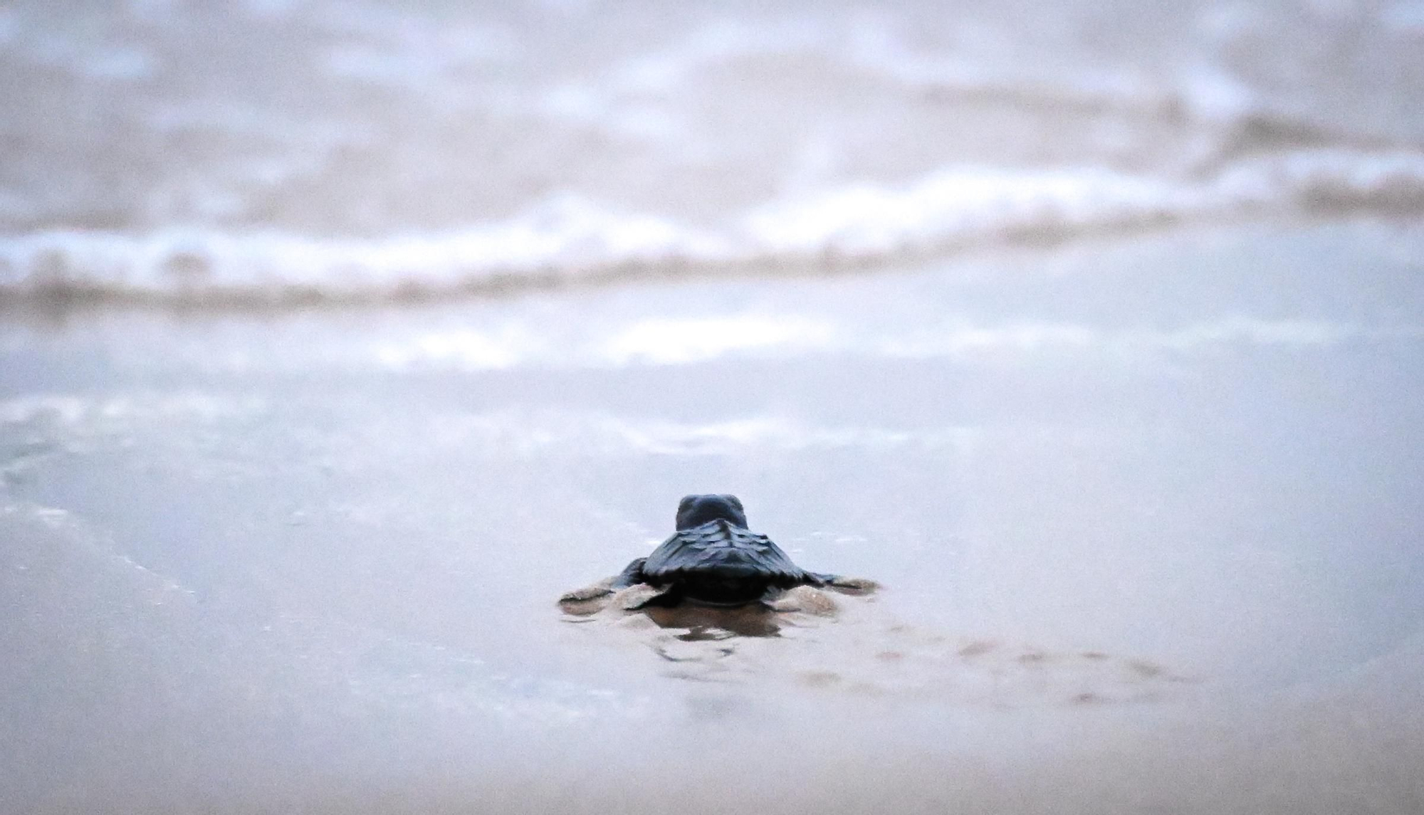 Gran expectación en Arenales del Sol por la suelta de 57 tortugas bobas recién nacidas