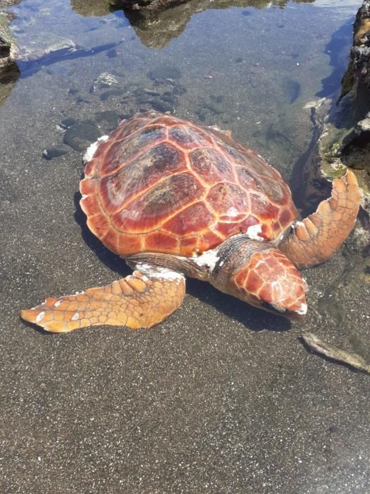 Una tortuga de 38 kilos llega a Gran Canaria con una herida profunda