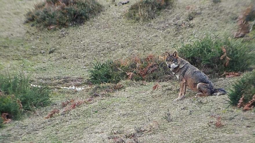 El lobo ocupaba al menos el 65% de la Península a mediados del siglo XIX, tres veces más que ahora