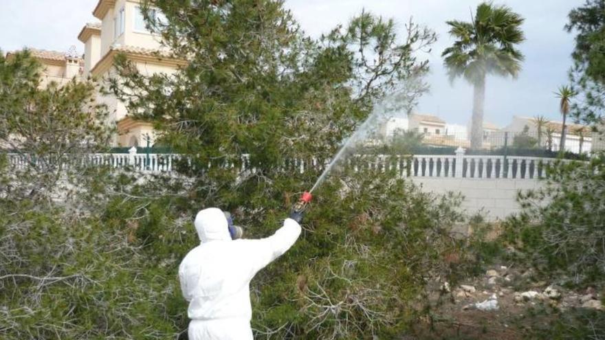 La plaga de la procesionaria del pino se dispara tras tres años de descenso