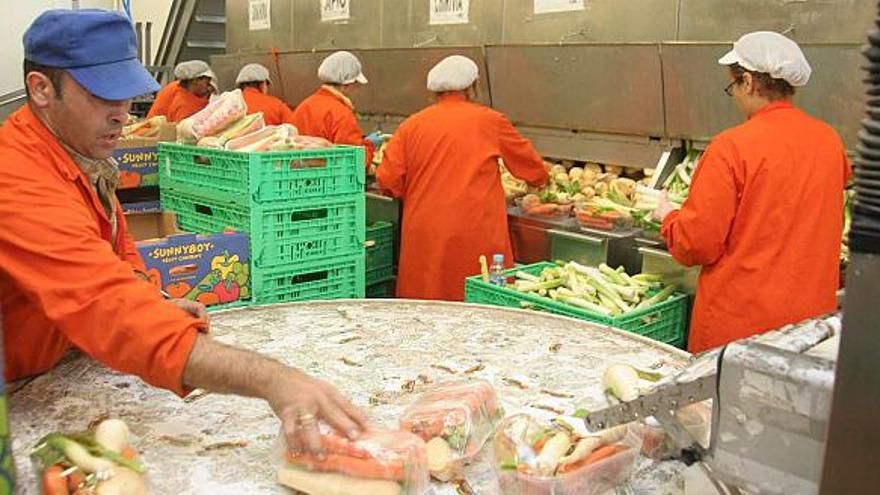 Trabajadores en una empresa hortofrutícola del Vinalopó preparando el envío de hortalizas, en una imagen de archivo.