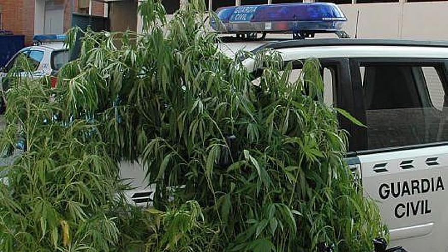 Plantas incautadas por la Guardia Civil en la última operación.