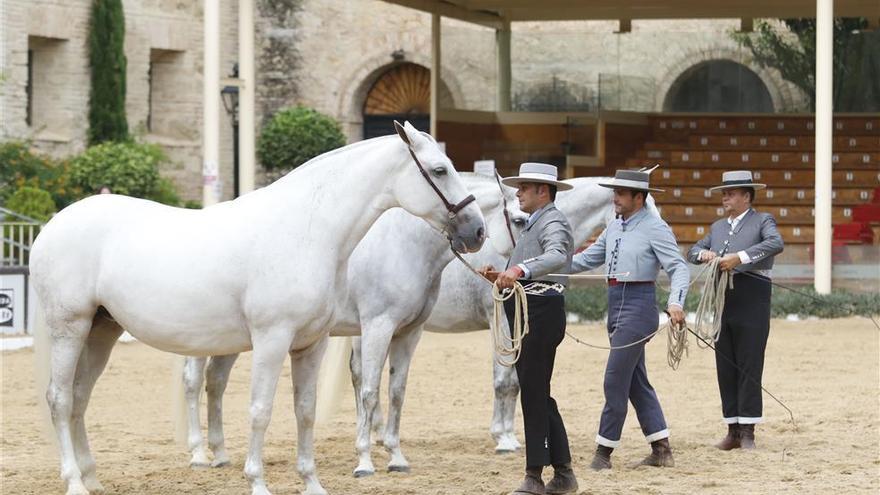 Más de 200 caballos en Cabalcor