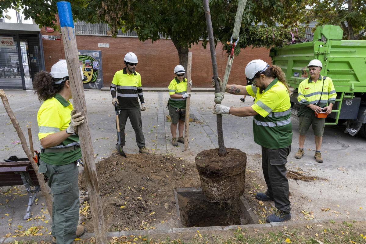 Plantació massiva de 8.000 arbres als carrers de Barcelona