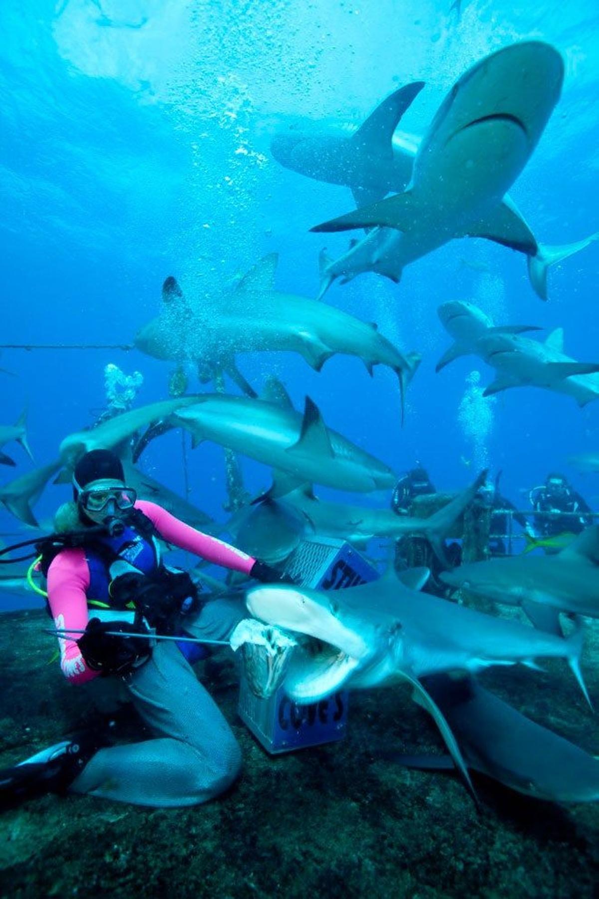 Un buceador da de comer a tiburones de arrecife en New Providence, Bahamas.