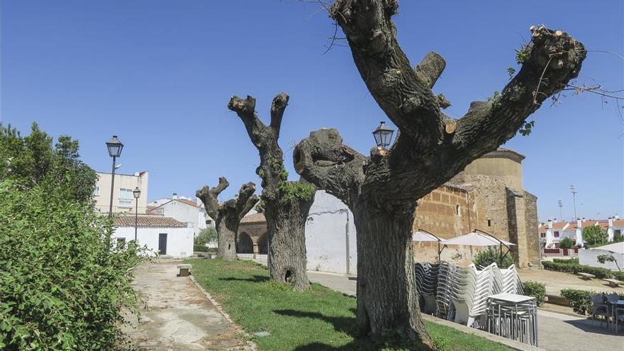 Ciudadanos también se suma al SOS por la situación de los olmos en Cáceres