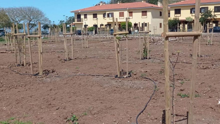 Un jardín que dará fruta en Tacoronte