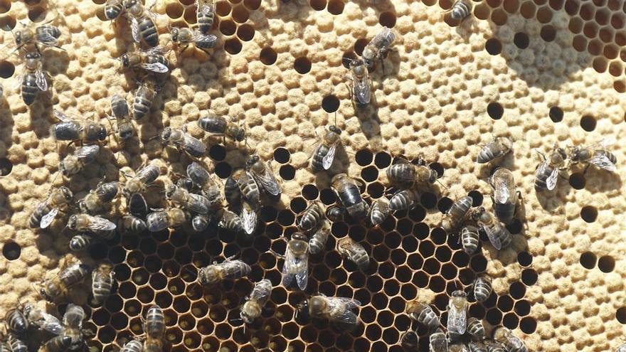 Detenido por robar colmenas y enjambres de abejas en Hornachuelos y Palma del Río