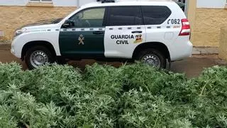 Incautan más de 83 kg de marihuana en este pueblo de Zamora