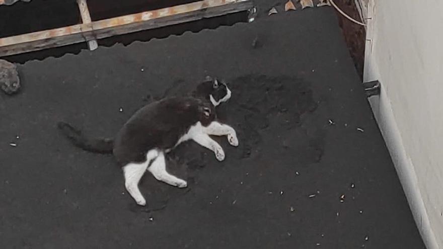 La Policía Nacional rescata a un gato afectado por los gases tóxicos del volcán de La Palma