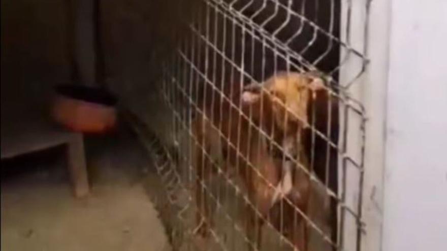 Denuncian un nuevo caso de maltrato animal a perros en La Graciosa