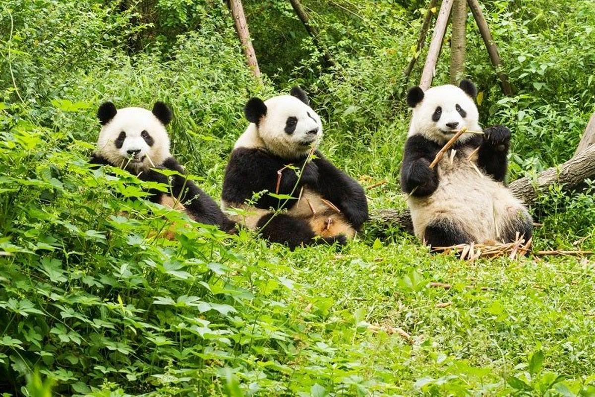 Tour por Chengdú y la Reserva de Pandas