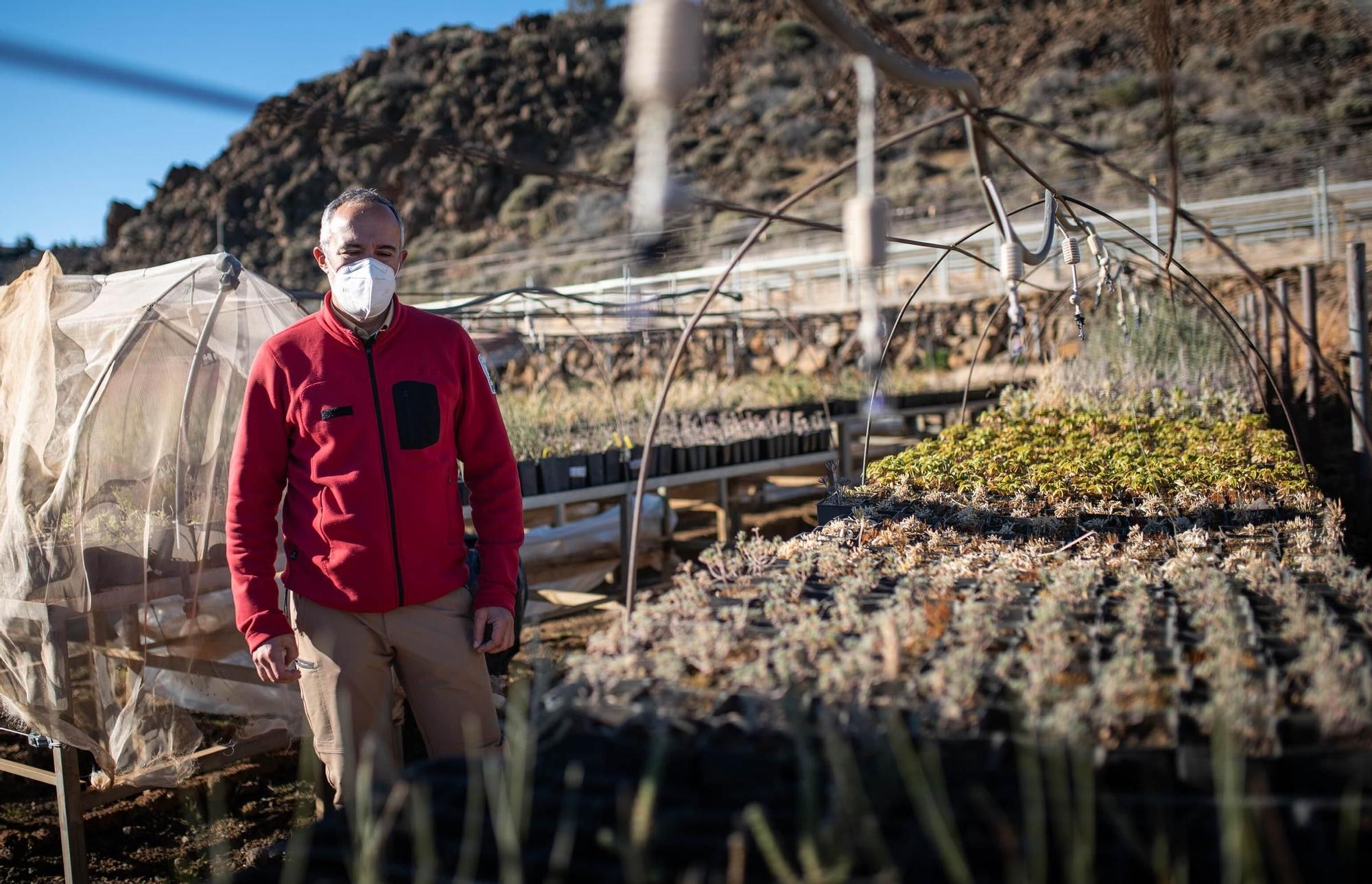 Vivero Parque Nacional del Teide (El Portillo)