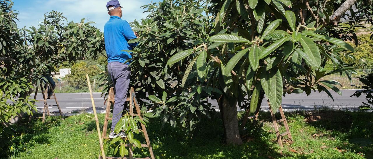 Un trabajador en un campo de nísperos de Callosa d&#039;En Sarrià