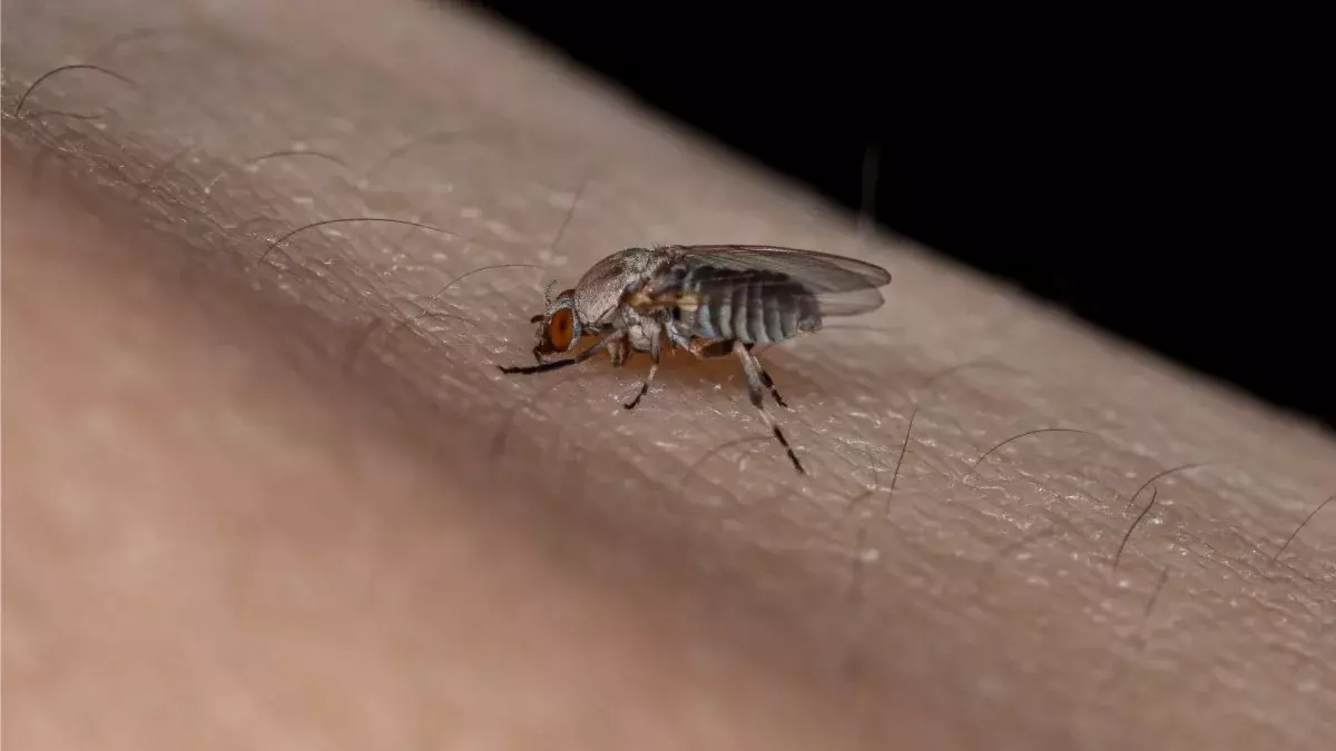 ¿Conoces los mejores trucos para ver tu casa libre de moscas?