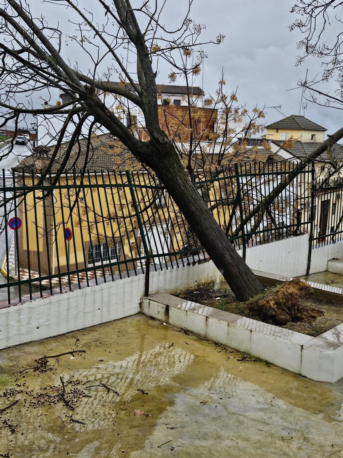 ÁRbol caído en el CEIP Urbano Palma de Santaella.