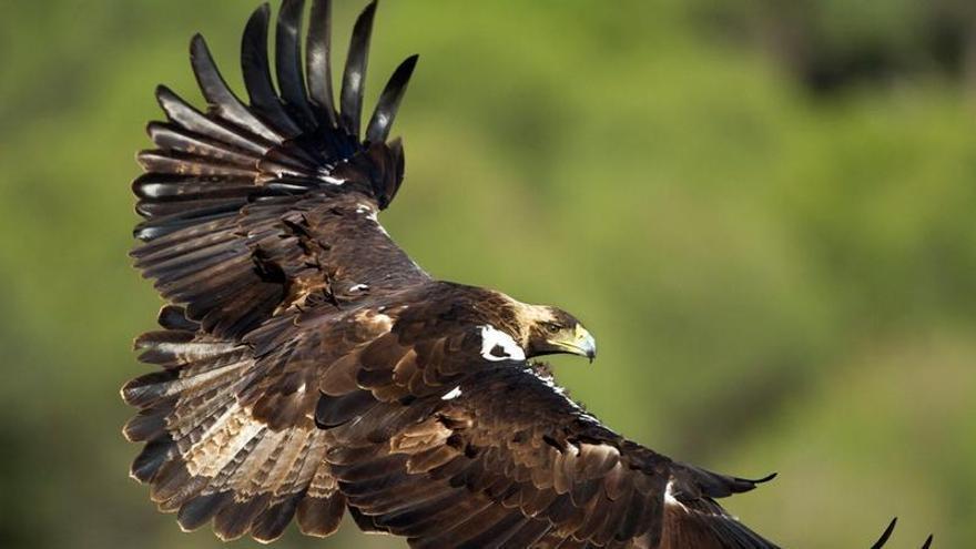 Águilas reales, búhos y buitres: Posadas celebra sus jornadas ornitológicas en La Sierrezuela este fin de semana