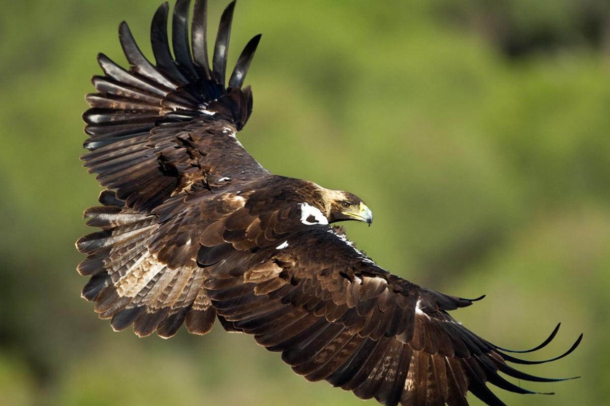 Imagen de un águila real.