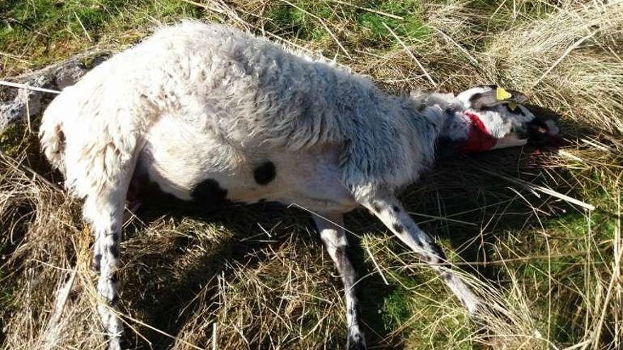 Una de las ovejas muertas tras el ataque en Villamor de la Ladre.