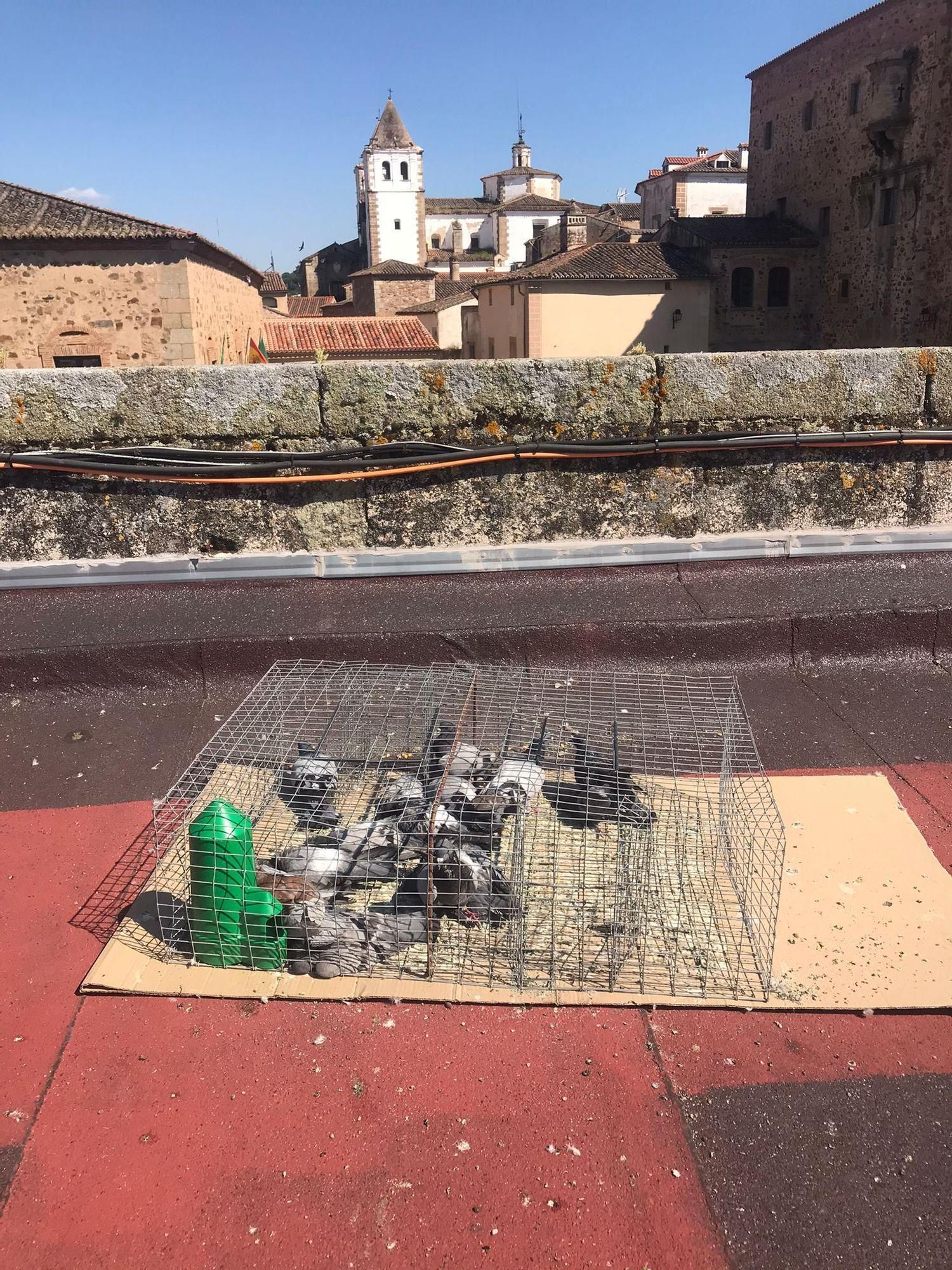 Imagen de las palomas muertas, este viernes.