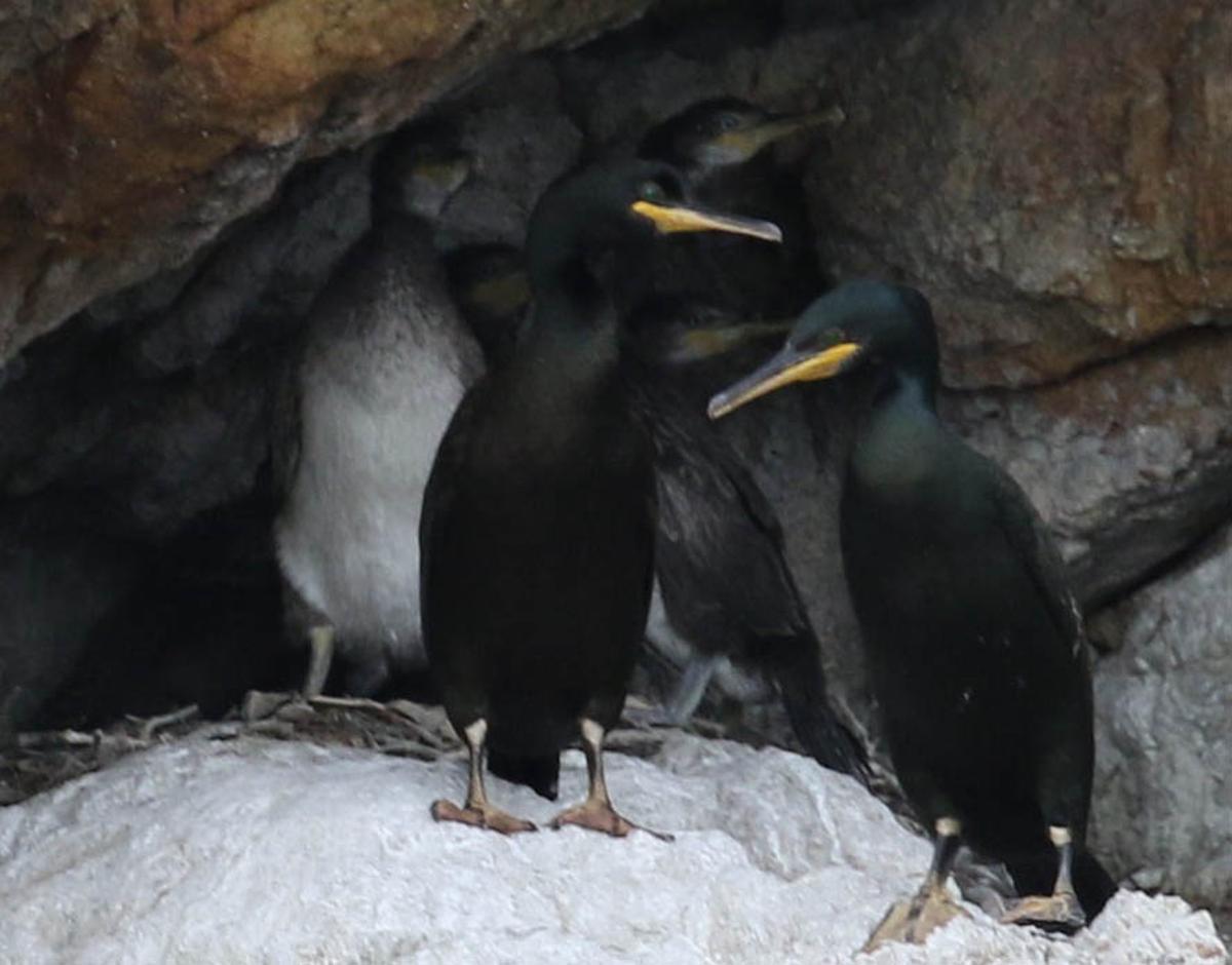 Un grup de corbs marins, fotografis al Cap de Creus.