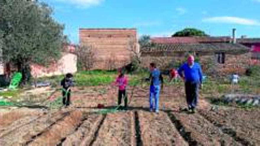 Los abuelos ayudan en el huerto escolar