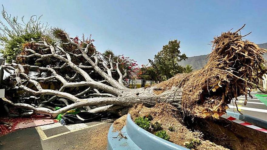 Los expertos confían en poder salvar este ejemplar de drago. | | EL DÍA