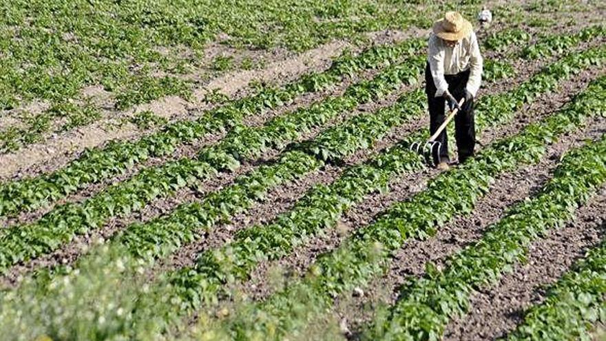 Un agricultor trabaja en un campo de patatas.