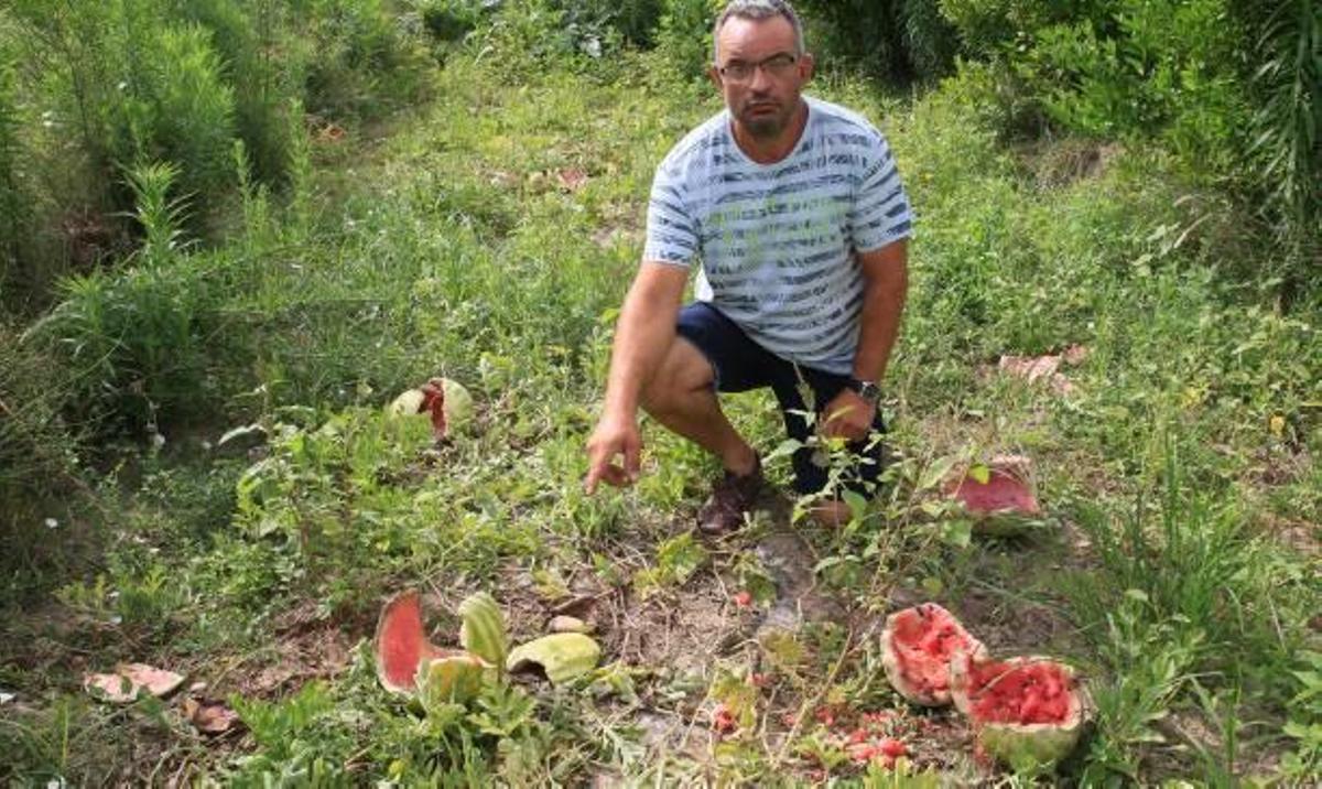 "Es para llorar. Tras meses de trabajo, los jabalíes me han destrozado toda la cosecha"