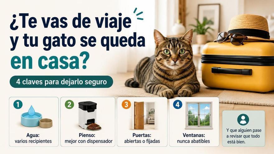 Qué necesita tu gato cuando lo dejas solo en casa: guía para irte de vacaciones y que esté seguro (y feliz)