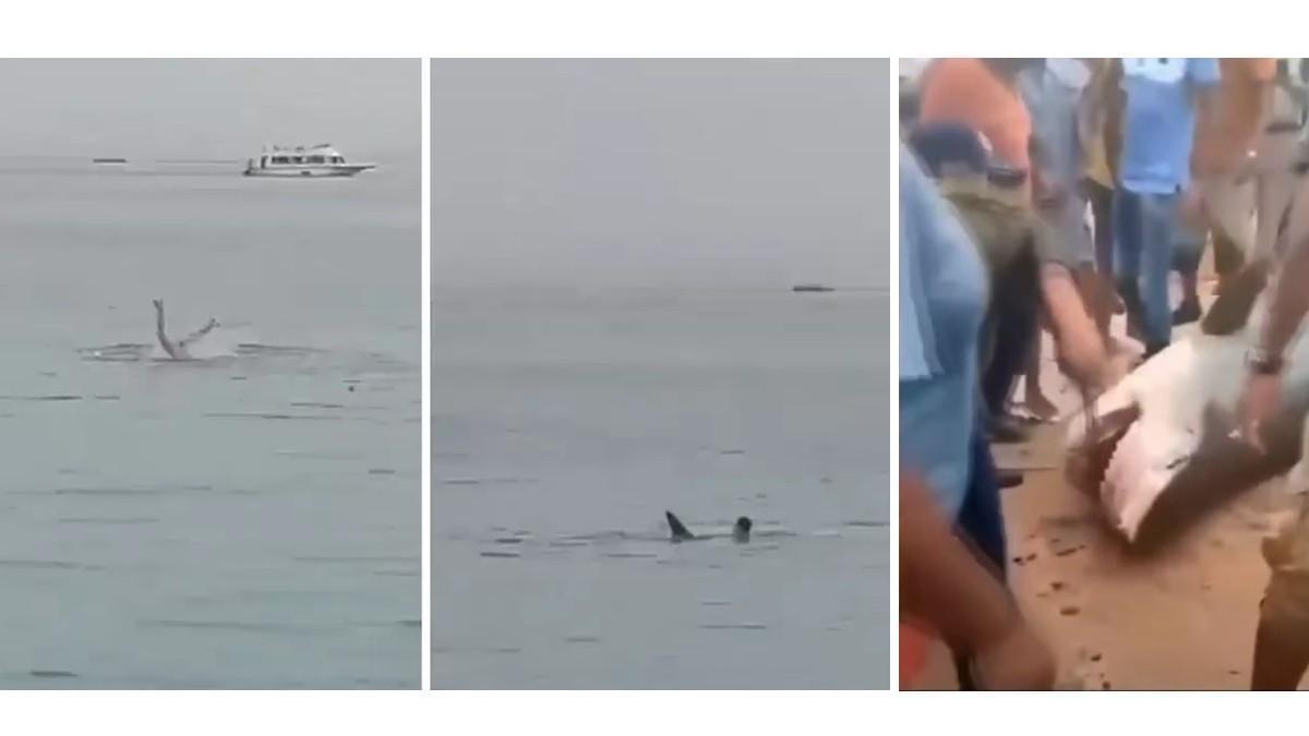 Dos momentos del ataque al bañista y el tiburón siendo golpeado tras su captura.
