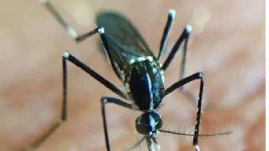 Sanidad pide ayuda ciudadana para vigilar al mosquito japonés hallado en Siero