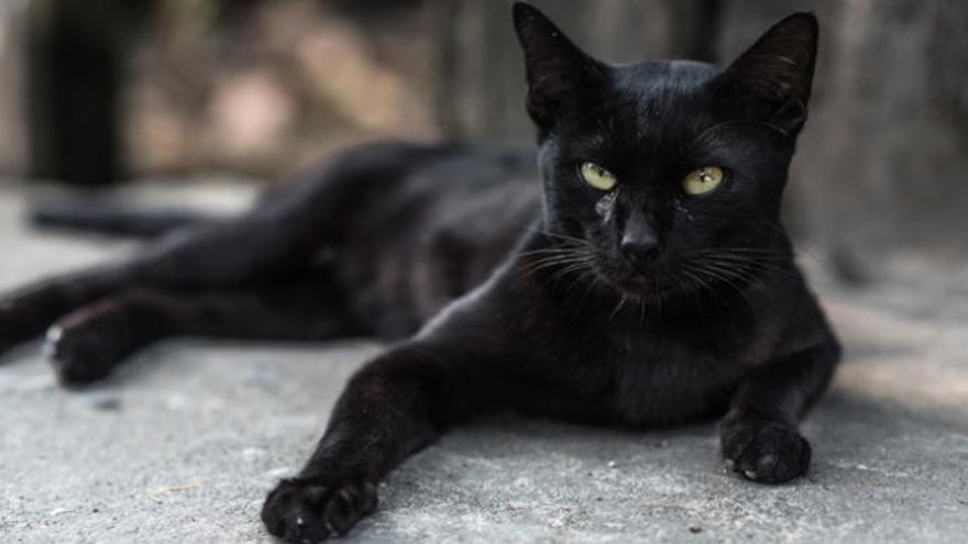 Imagen de archivo de un gato negro.