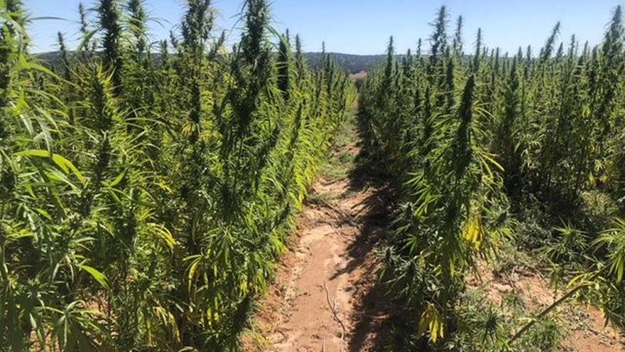 Plantación de cannabis.