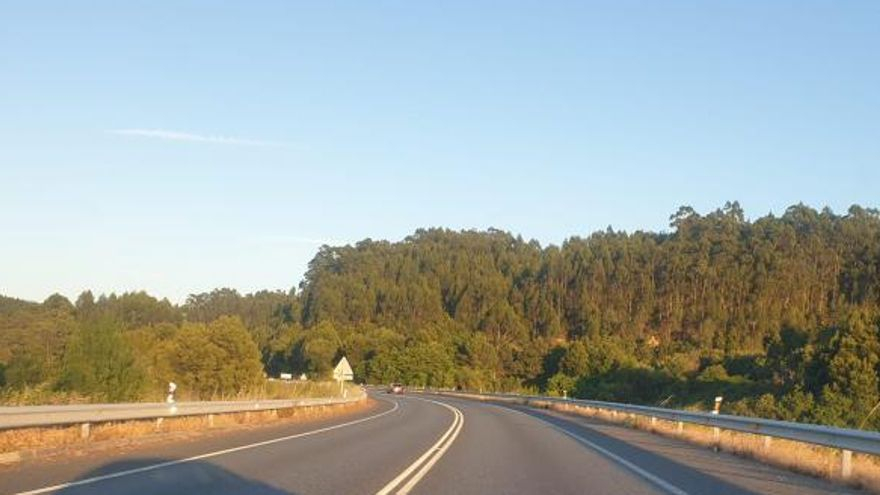 La masa forestal en el Vial del Puerto adquirió un considerable volumen. | // FDV