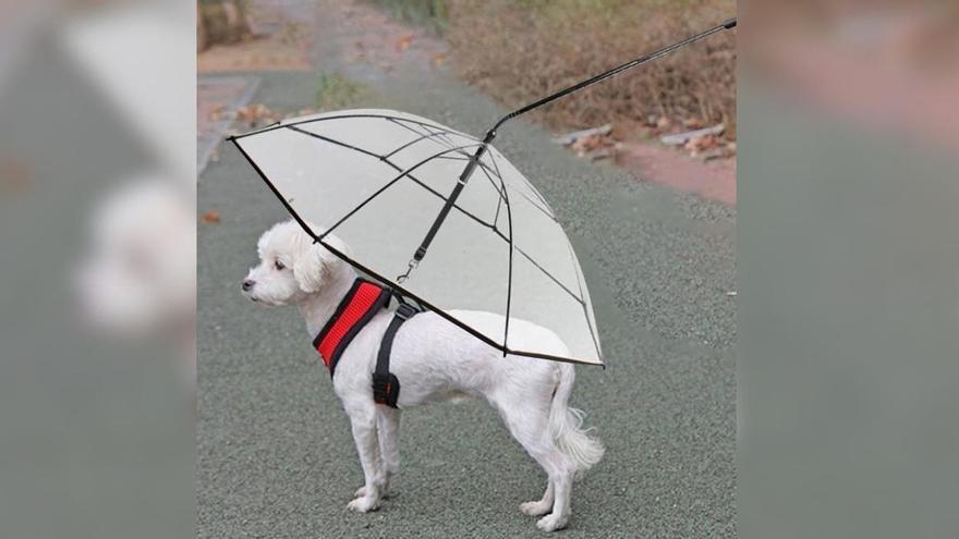 El paraguas para perros se cuela en los paseos bajo el temporal: así funciona y dónde comprarlo