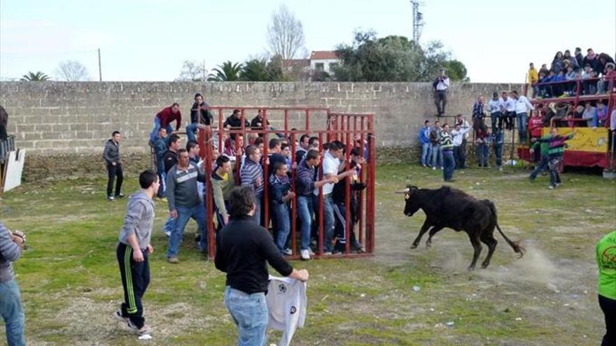 Vaquillas, gastronomía y música para honrar a San Antón Abad